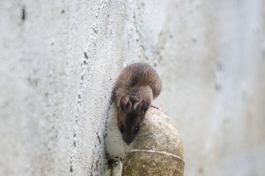 Mouse climbing a wall