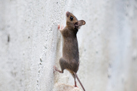 Mouse climbing a wall