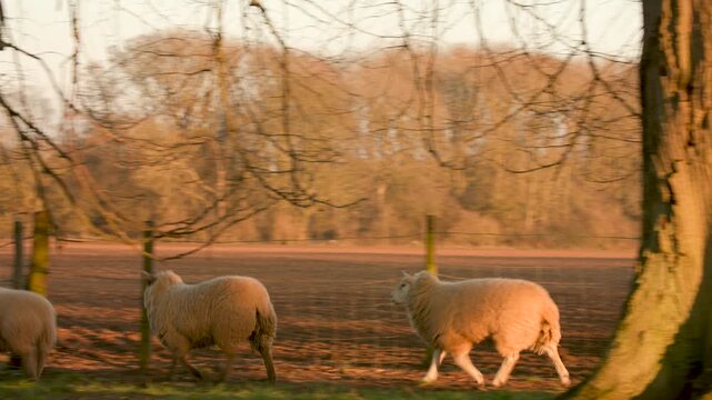 4K video clip of sheep running by a tree in a field with a fence on a farm at sunset or sunrise