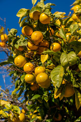 Orange trees growing in the old town of Faro,Algarve,Portugal.