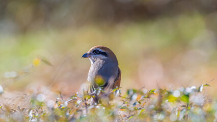草地に佇む日本の野鳥モズの自然な姿