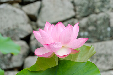 石垣を背景に咲く淡いピンク色の蓮の花