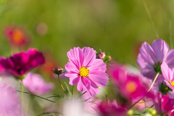 秋風に揺れるピンク色のコスモスの花畑