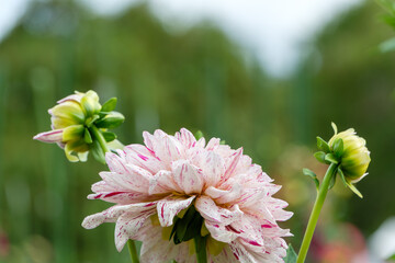 白とピンクの斑入りが美しいダリアの花