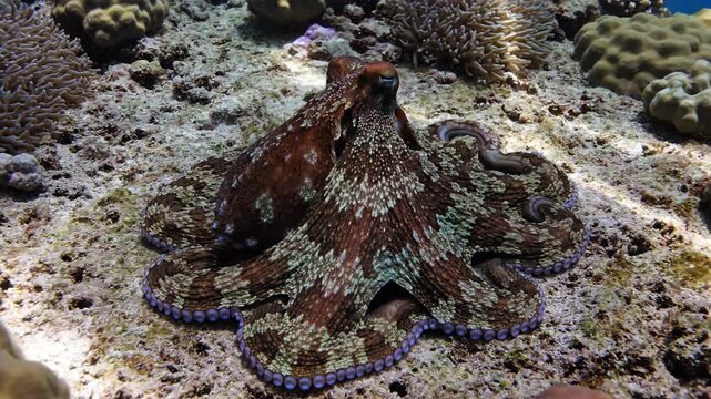 An Octopus With Intricate Camouflage Resting on a Colorful Coral Reef Underwater