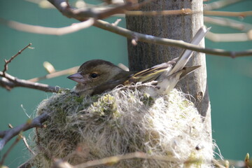 Weiblicher Buchfink beim Br&uuml;ten