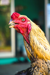 portrait of a rooster © AKS