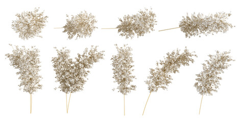 Set of dried flower isolated on white background