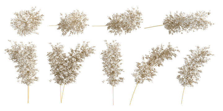 Set of dried flower isolated on white background