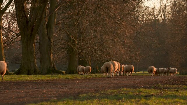 Flock of sheep cute baby lambs running and playing in a green field with a path in evening sunshine
