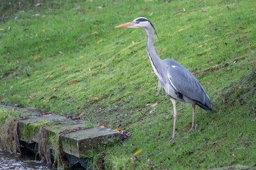 Fototapeta premium grey heron ardea cinerea perched by the River Itchen Hampshire England