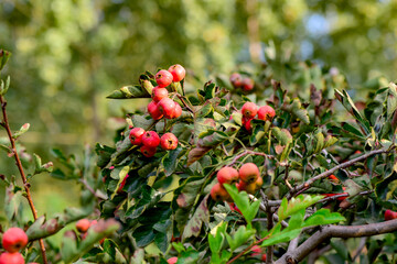 Under the blue sky and white clouds, hawthorn trees are covered in hawthorn fruits. Close up