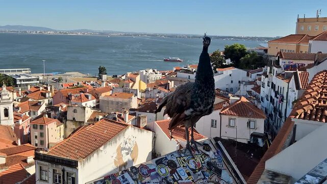 Aerial view of red tiled rooftops in a historic Portuguese city.