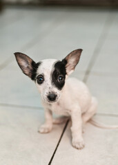 little mongrel dog. Small puppy sits alone on a cold tiled floor in an animal shelter. little puppy waits hopefully, a vulnerable shelter puppy needing a home.