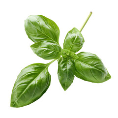 Fresh Basil Stem Single Isolated On Transparent Background