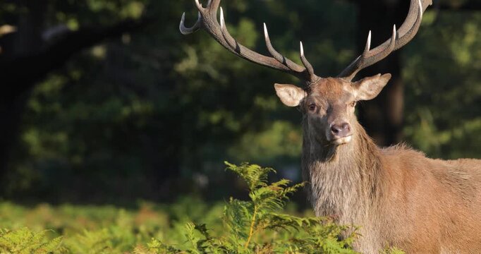 Portrait of Red deer stag standing in ferns in autumn meadow