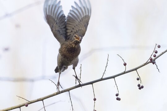 A female blackbird (Turdus merula) with a berry in her beak spreads her wings and flies away from a branch with berries, Hesse, Germany