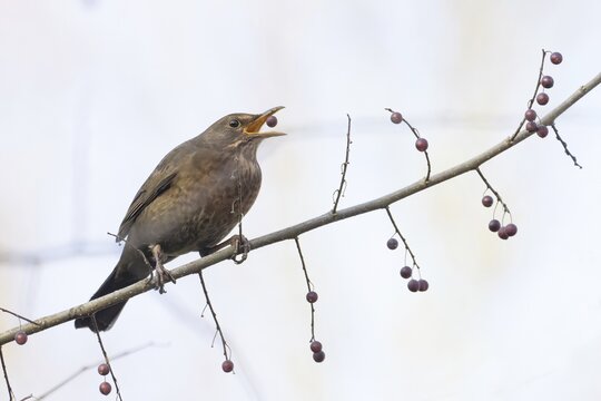 A female blackbird (Turdus merula) looking for food picks a berry from a branch in autumnal surroundings, Hesse, Germany