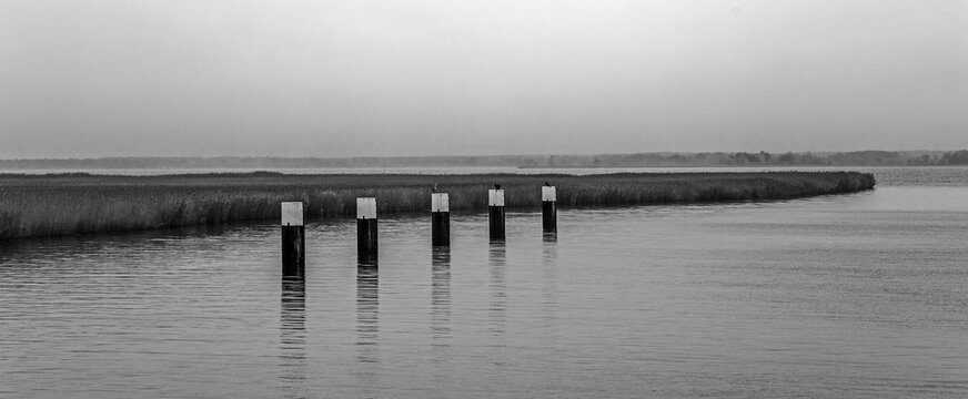 Lagoon landscape at the Meinigenbr&uuml;cke near Zingst, black and white photo, Panpframa, Fischland-Dar&szlig;-Zingst, Western Pomerania National Park, Mecklenburg-Western Pomerania, Germany