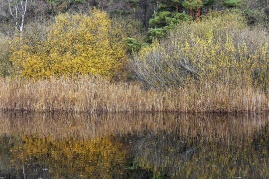 Autumn forest, autumn-colored trees, water of a small lake in front, near Prerow, Fischland-Dar&szlig;-Zingst, Western Pomerania Lagoon Area National Park, Mecklenburg-Western Pomerania, Germany