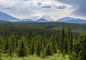 Boreal Coniferous Forest Taiga And