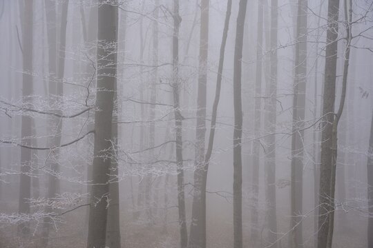 Fog and hoarfrost in the forest, Hoher Lindkogel, Lower Austria, Austria