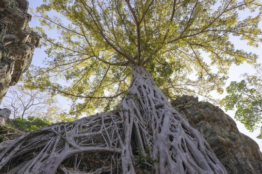 Tetrameles (Tetrameles nudiflora), tree conquers with its roots the ruins of the temple complex of Ta Prohm, Angkor Thom, UNESCO World Heritage Site, Siem Reap, Cambodia
