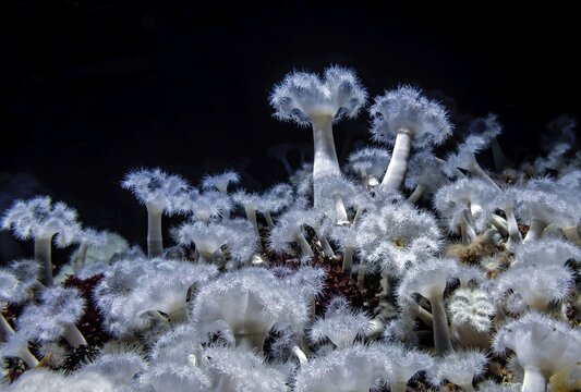 Sea anemone (Metridium senile), Ozeaneum, Hanseatic City of Stralsund, Mecklenburg-Western Pomerania, Germany