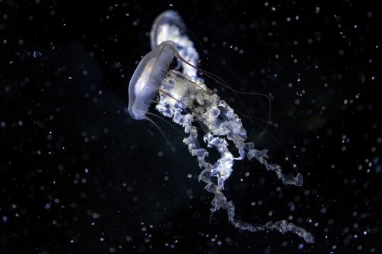 Jellyfish, compass jellyfish (Chrysaora hysoscella), Ozeaneum, Hanseatic City of Stralsund, Mecklenburg-Western Pomerania, Germany
