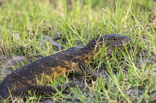 Nile monitor (Varanus niloticus), foraging on the Chobe River, Ihaha, Chobe National Park, Botswana