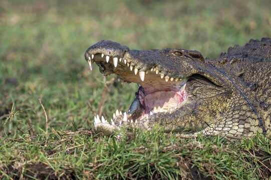 Open mouth, head and teeth, Nile crocodile (Crocodylus niloticus), Ihaha, Chobe National Park, Botswana