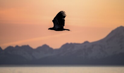 Bald eagle (Haliaeetus leucocephalus) flying in front of mountain silhouettes of the Aleutian chain, at sunset, picturesque golden light of the midnight sun, Cook Inlet, Anchor Point, Anchor River State Recreation Area, Alaska, USA