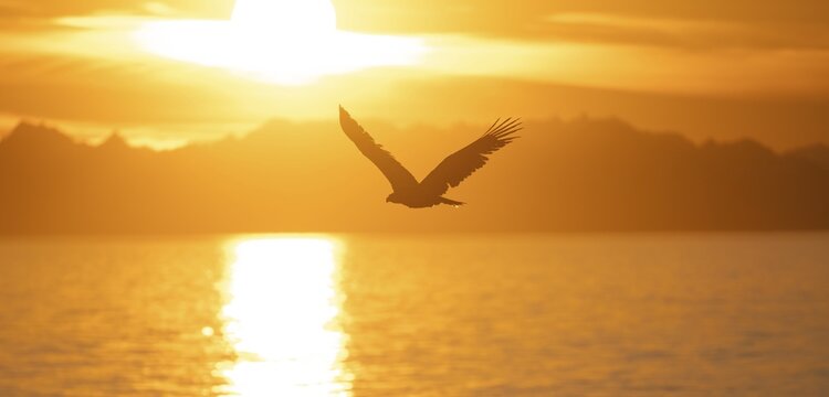 Bald eagle (Haliaeetus leucocephalus) flying in front of the setting sun, sunset, picturesque golden light of the midnight sun, Cook Inlet, Anchor Point, Anchor River State Recreation Area, Alaska, USA