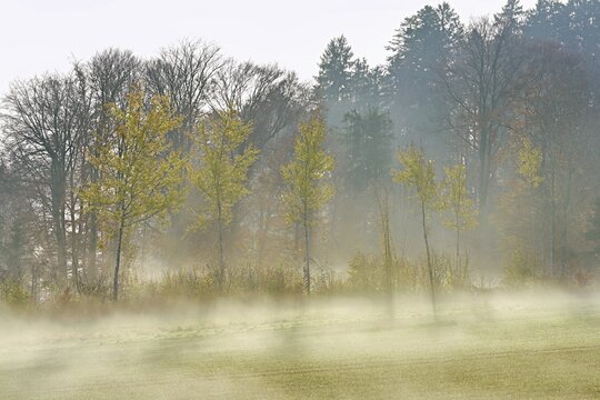 Autumnal birch trees (Betula pendula), in fog, Beinwil-Freiamt, Canton, Aargau, Switzerland
