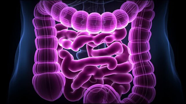 Explore the Digestive System With Detailed Images Showing the Intestines in Different Stages of Movement and Activity in a Simple Layout