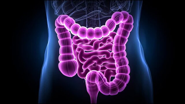 Understanding the Human Digestive System With Clear Visuals of the Intestines in Four Different Frames