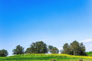 Even rows of kibbutz planting of crops.