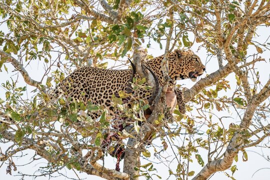 Leopard (Panthera pardus) with a shot impala buck in a tree, adult, Kruger National Park, South Africa