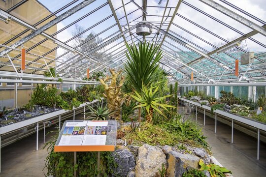 Botanical Garden, greenhouse with cacti and succulents, Zurich Succulent Collection, Switzerland