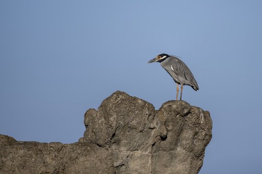 Yellow-crowned night heron (Nyctanassa violacea, Syn.: Nycticorax violaceus) sitting on stone, Costa Rica