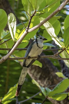 White-throated Magpie-Jay(Cyanocorax formosus) on branch, Costa Rica