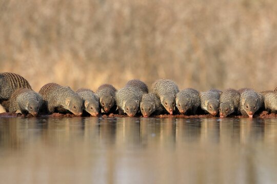 Zebra mongoose (Mungos mungo), adult, group, at the water, drinking, Kruger National Park, Kruger National Park, Kruger National Park South Africa