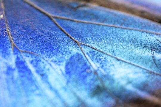 Detail of the butterfly wing of a Morpho helenor, Anaxibia morpho butterfly, Alajuela province, Costa Rica