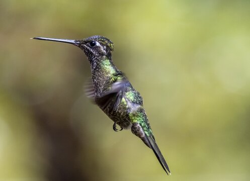 Violet-crowned Brilliant Hummingbird (Eugenes fulgens syn. Eugenes spectabilis) in flight, Los Quetzales National Park, Costa Rica