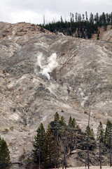Valley slope with clouds of steam escaping from vents, Mammoth Hot Springs Yellowstone National Park, Wyoming  USA

