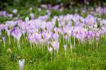 Beautiful purple and white spring flowers (Crocus tommasinianus). The foreground is in focus which turns in to soft focus for the flowers at the back