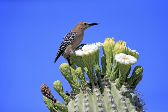 Gila woodpecker (Melanerpes uropygialis), adult, male, on Saguaro cactus flower, foraging, Sonoran Desert, Arizona, North America, USA