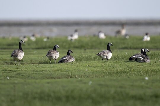 Grazing barnacle geese or barnacle geese (Branta leucopsis), Hauke-Haien-Koog nature reserve, North Friesland, Schleswig-Holstein, Germany