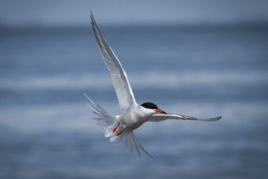 Arctic Arctic Tern (Sterna paradisea) in flight, Wadden Sea, North Frisia, Schleswig-Holstein, Germany