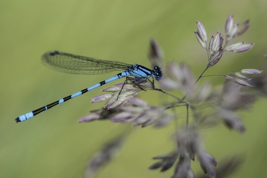 Goblet damselfly (Enalagma cyathigerum), Emsland, Lower Saxony, Germany